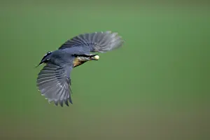 Nuthatches: Nuthatch - In flight with nut in beak
