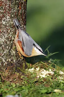 Nuthatches: Nuthatch - At foot of tree