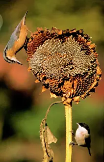 Nuthatches: NUTHATCH and Marsh Tit (Parus palustris) - On ripened
