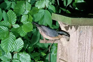 Nuthatches: Nuthatch - at nest box