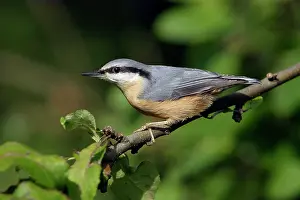 Nuthatches: Nuthatch - Perched on branch