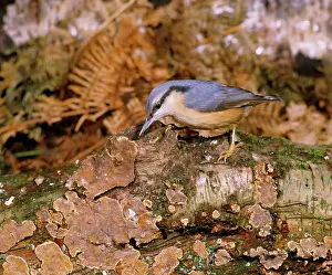 Mark Walker: Nuthatch - perched on Fungi covered log