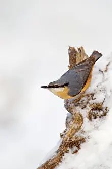Nuthatches: Nuthatch - portrait on a snow covered old stump - December