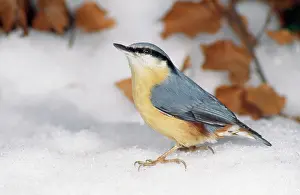 Nuthatches: NUTHATCH - Searching for food in snow