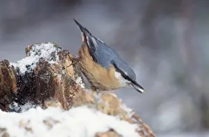 Nuthatches: Nuthatch - seed in beak