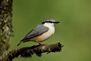 Tuvesj N: Nuthatch (Sitta europaea). Tuvesj n, Hornsborg