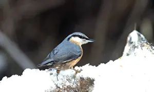 Nuthatches: NUTHATCH - on snow