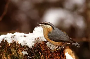 Nuthatches: NUTHATCH - on snowy wood