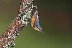 020222: Nuthatch - on Tree - UK