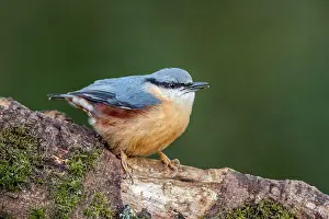 Nuthatch: Nuthatch - UK
