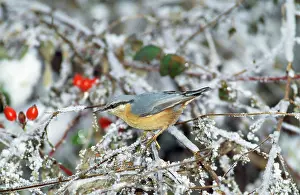 Nuthatches: Nuthatch - in winter