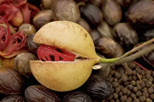 Myristica: Nutmeg