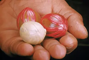 Myristica: Nutmeg