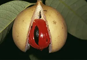 Nuts: NUTMEG