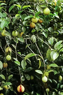 Myristica: Nutmeg - bush with fruit