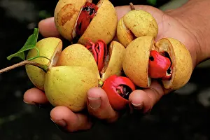 Agricultre: Nutmeg - fruit Nutmeg and Mace in hand after picking