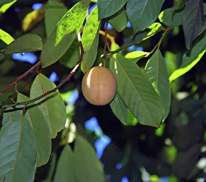 Lucia: Nutmeg, growing in St Lucia, but widespread in the tropics