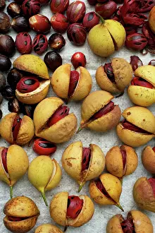 Agricultre: Nutmeg and Mace
