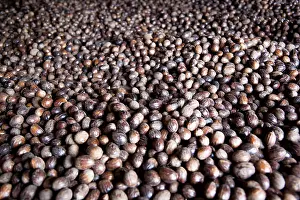 Myristica: Nutmeg, Mace