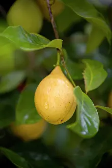 Myristica: Nutmeg, Mace