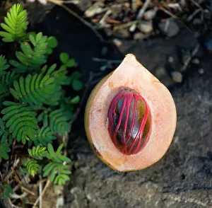 Myristica: Nutmeg, Mace