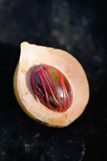 Myristica: Nutmeg, Mace