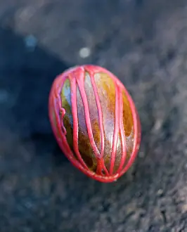 Myristica: Nutmeg, Mace