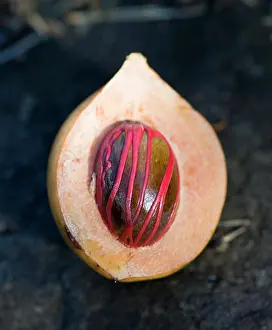 Myristica: Nutmeg, Mace