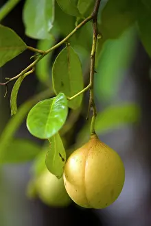 Myristica: Nutmeg, Mace