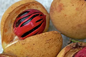 Agricultre: Nutmeg and Mace - close-up