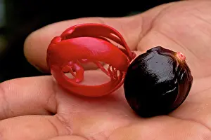 Agricultre: Nutmeg and mace - close-up in hand