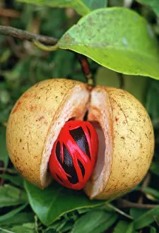 Myristica: Nutmeg & Mace - on tree