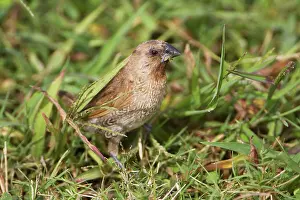 Nutmeg: Nutmeg Mannikin