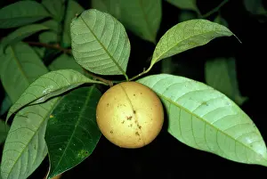 Myristica: NUTMEG - ON TREE