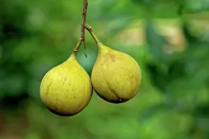 Agricultre: Nutmeg - on the tree