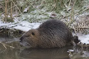 Nutria: Nutria - adult Nutria in winter - Lower Saxony, Germany