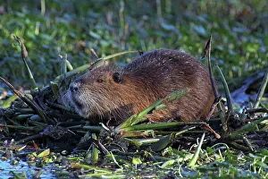 Nutria: Nutria / Coypu