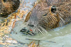 Nutria: Nutria / Coypu