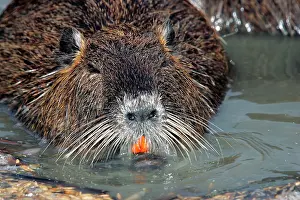 Nutria: Nutria / Coypu