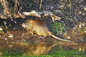 Nutria: Nutria / Coypu