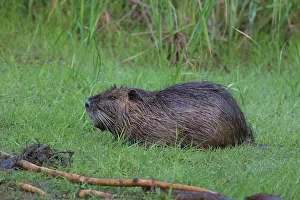 Nutria: Nutria, Coypu - adult Nurtria in grass - Germany