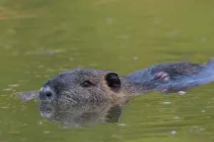 Nutria: Nutria, Coypu - adult Nurtria swimming - Germany