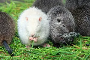 Nutria: Nutria / Coypu - albino young animal feeding on grass
