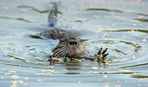 Nutria: Nutria / Coypu - group