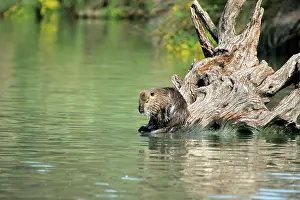 Nutria: Nutria / Coypu - sitting by water