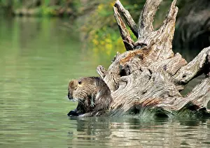 Nutria: Nutria / Coypu - sitting by water