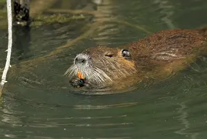 Nutria: Nutria / Coypu - In water