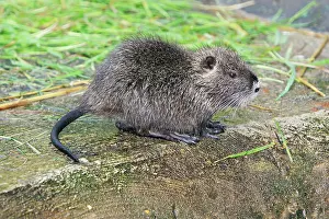 Nutria: Nutria / Coypu - young animal