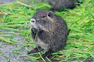Nutria: Nutria / Coypu - young animal feeding on grass