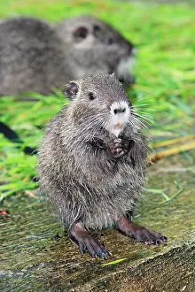 Nutria: Nutria / Coypu - young animal feeding on grass